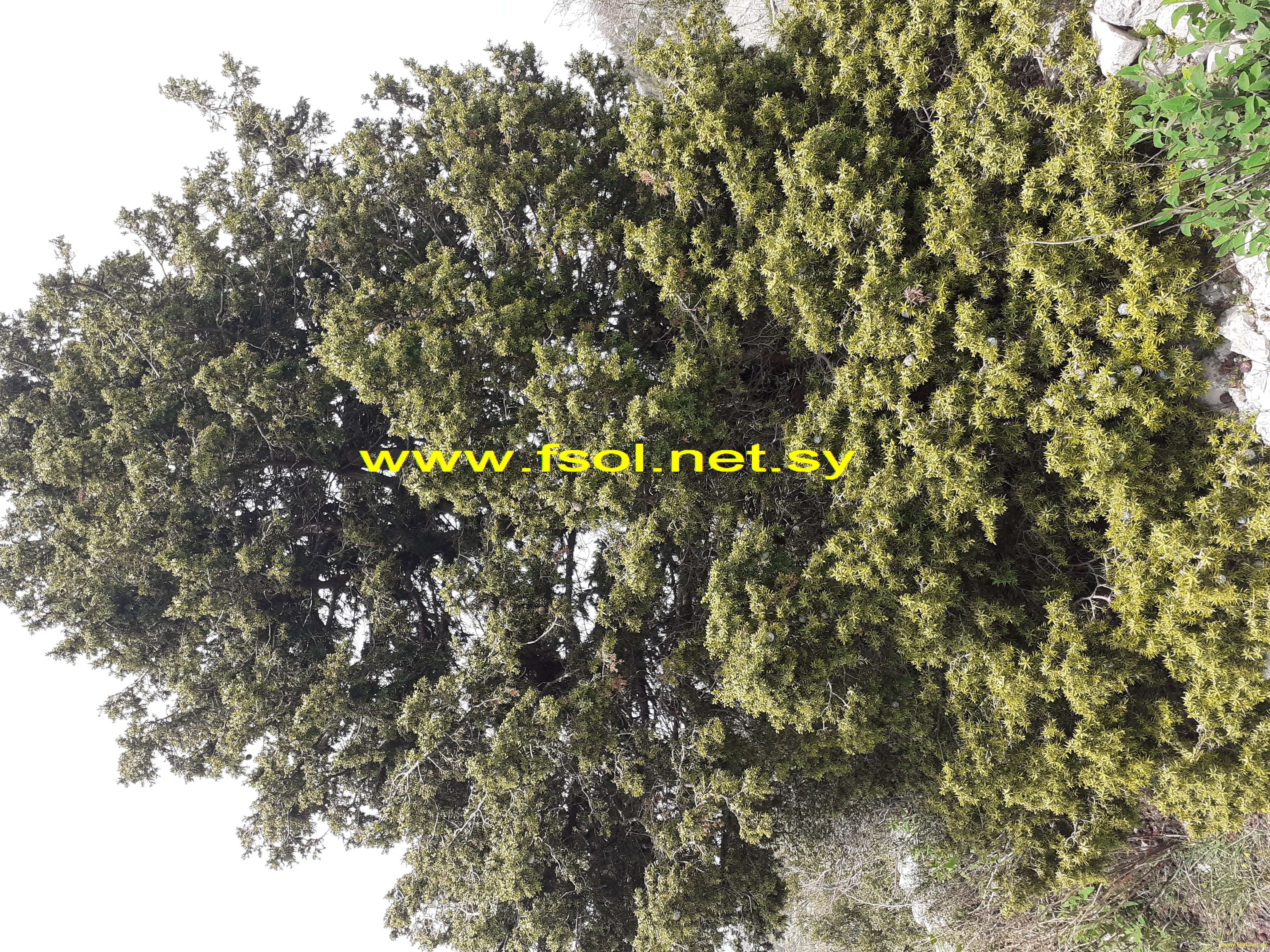 Juniperus drupacea Lab.
